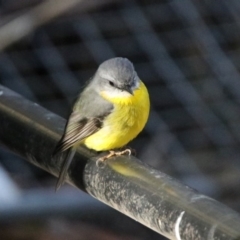 Eopsaltria australis (Eastern Yellow Robin) at Tidbinbilla Nature Reserve - 2 Jun 2020 by RodDeb