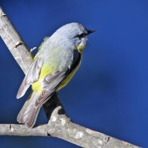 Eopsaltria australis at Paddys River, ACT - 2 Jun 2020