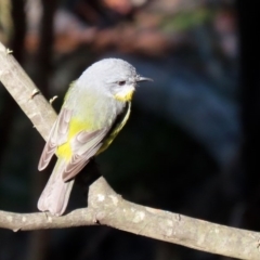 Eopsaltria australis at Paddys River, ACT - 2 Jun 2020 12:54 PM