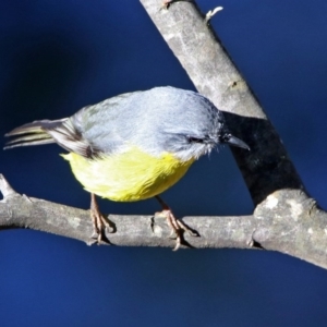 Eopsaltria australis at Paddys River, ACT - 2 Jun 2020