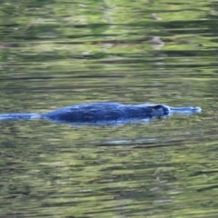 Ornithorhynchus anatinus (Platypus) at Tidbinbilla Nature Reserve - 2 Jun 2020 by RodDeb