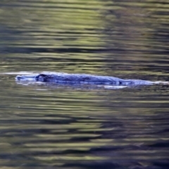 Ornithorhynchus anatinus at Paddys River, ACT - 2 Jun 2020