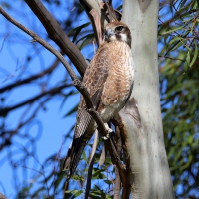 Falco berigora (Brown Falcon) at Jerrabomberra Wetlands - 4 Jun 2020 by RodDeb