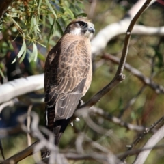 Falco berigora at Fyshwick, ACT - 4 Jun 2020 12:15 PM