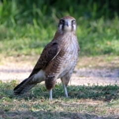 Falco berigora at Fyshwick, ACT - 4 Jun 2020