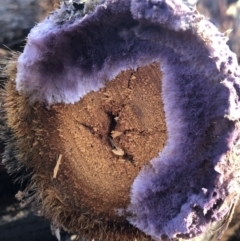 Phlebiopsis crassa (A corticioid or paint fungi) at Budgong, NSW - 4 Jun 2020 by Ry