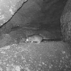 Rattus or Mastacomys sp. (genus) (An unidentified rat species) at Rendezvous Creek, ACT - 5 Jun 2020 by ChrisHolder