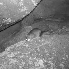 Rattus or Mastacomys sp. (genus) at Rendezvous Creek, ACT - 5 Jun 2020