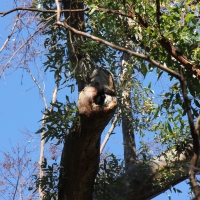 Native tree with hollow(s) (Native tree with hollow(s)) at Mogo State Forest - 5 Jun 2020 by nickhopkins