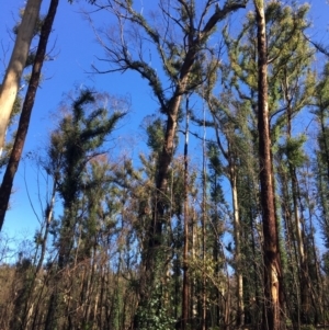 Native tree with hollow(s) at Mogo, NSW - 5 Jun 2020