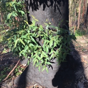 Native tree with hollow(s) at Mogo, NSW - 5 Jun 2020