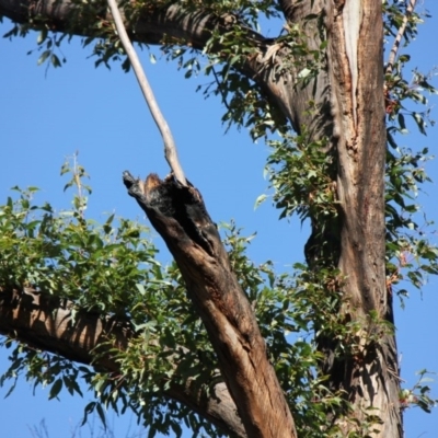 Native tree with hollow(s) (Native tree with hollow(s)) at Mogo, NSW - 5 Jun 2020 by nickhopkins