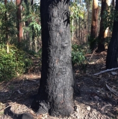 Native tree with hollow(s) at Mogo, NSW - 5 Jun 2020