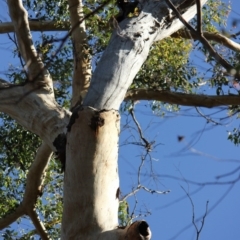 Native tree with hollow(s) (Native tree with hollow(s)) at Mogo State Forest - 5 Jun 2020 by nickhopkins