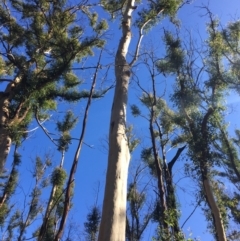 Native tree with hollow(s) at Mogo, NSW - 5 Jun 2020 05:54 AM