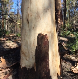 Native tree with hollow(s) at Mogo, NSW - 5 Jun 2020 05:54 AM