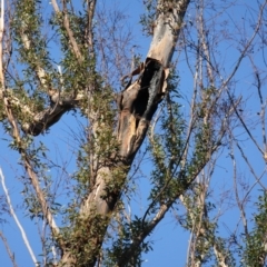 Native tree with hollow(s) (Native tree with hollow(s)) at Mogo State Forest - 5 Jun 2020 by nickhopkins