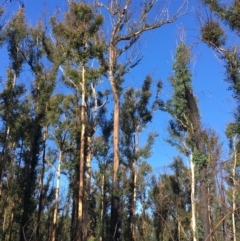 Native tree with hollow(s) at Mogo, NSW - 5 Jun 2020