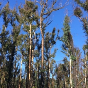 Native tree with hollow(s) at Mogo, NSW - 5 Jun 2020