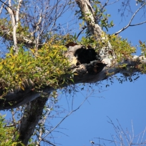 Native tree with hollow(s) at Mogo, NSW - 5 Jun 2020