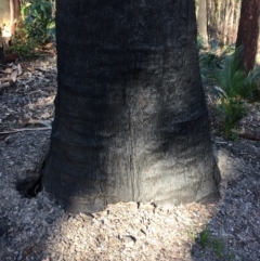 Native tree with hollow(s) at Mogo, NSW - 5 Jun 2020 01:02 PM