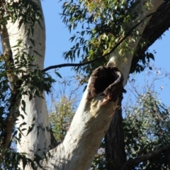 Native tree with hollow(s) (Native tree with hollow(s)) at Mogo State Forest - 5 Jun 2020 by nickhopkins