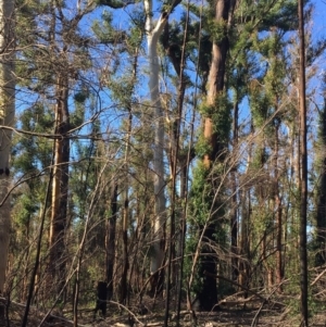 Native tree with hollow(s) at Mogo, NSW - 5 Jun 2020