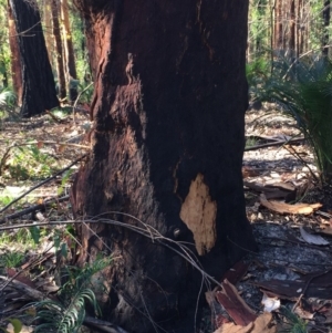 Native tree with hollow(s) at Mogo, NSW - 5 Jun 2020