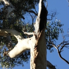 Native tree with hollow(s) (Native tree with hollow(s)) at Mogo State Forest - 5 Jun 2020 by nickhopkins