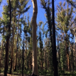 Native tree with hollow(s) at Mogo, NSW - 5 Jun 2020 05:58 AM