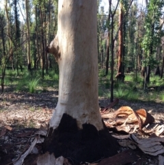 Native tree with hollow(s) at Mogo, NSW - 5 Jun 2020 05:58 AM