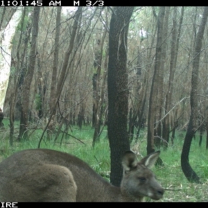 Macropus giganteus at Lake Conjola, NSW - 5 Jun 2020