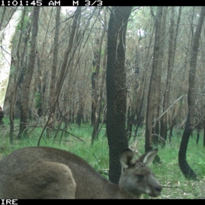 Macropus giganteus (Eastern Grey Kangaroo) at Conjola Bushcare - 4 Jun 2020 by simon.slater