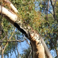 Native tree with hollow(s) (Native tree with hollow(s)) at Mogo State Forest - 5 Jun 2020 by nickhopkins