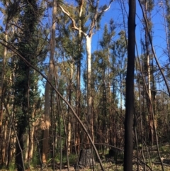 Native tree with hollow(s) at Mogo, NSW - 5 Jun 2020