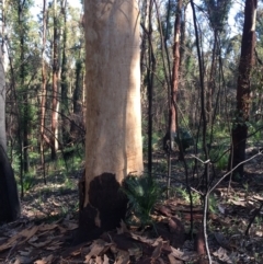 Native tree with hollow(s) at Mogo, NSW - 5 Jun 2020 06:00 AM