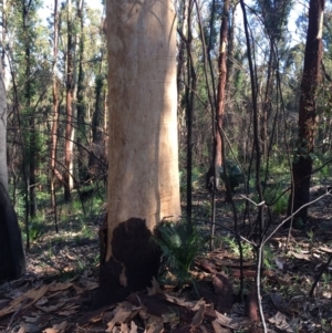 Native tree with hollow(s) at Mogo, NSW - 5 Jun 2020 06:00 AM