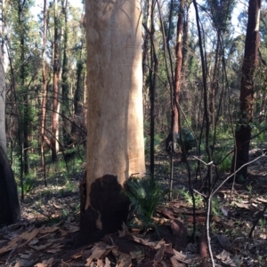 Native tree with hollow(s) at Mogo, NSW - 5 Jun 2020