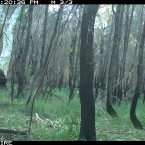 Macropus giganteus at Lake Conjola, NSW - 5 Jun 2020