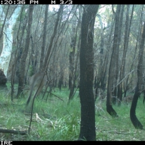 Macropus giganteus at Lake Conjola, NSW - 5 Jun 2020 06:02 AM