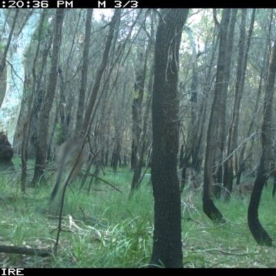 Macropus giganteus (Eastern Grey Kangaroo) at Lake Conjola, NSW - 5 Jun 2020 by simon.slater