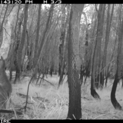 Macropus giganteus at Lake Conjola, NSW - 5 Jun 2020