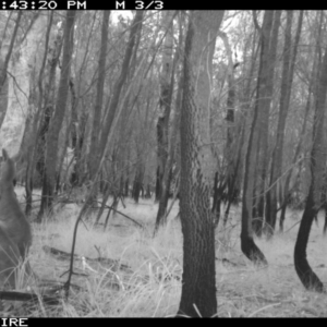 Macropus giganteus at Lake Conjola, NSW - 5 Jun 2020 06:02 AM