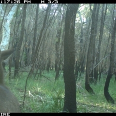 Macropus giganteus at Lake Conjola, NSW - 5 Jun 2020