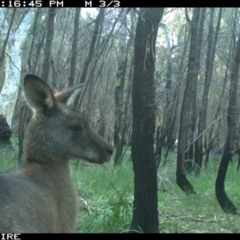 Macropus giganteus at Lake Conjola, NSW - 5 Jun 2020 06:02 AM