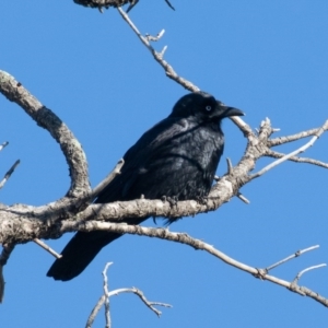 Corvus mellori at Symonston, ACT - 5 Jun 2020