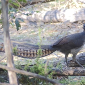 Menura novaehollandiae at Black Range, NSW - 5 Jun 2020