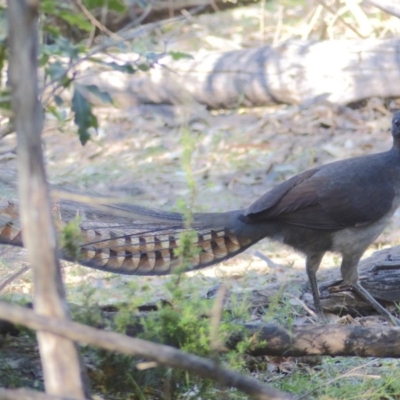 Menura novaehollandiae (Superb Lyrebird) at Black Range, NSW - 5 Jun 2020 by MatthewHiggins