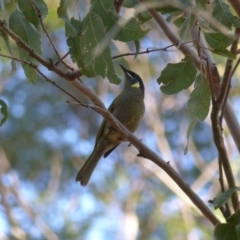 Meliphaga lewinii (Lewin's Honeyeater) at Black Range, NSW - 5 Jun 2020 by MatthewHiggins