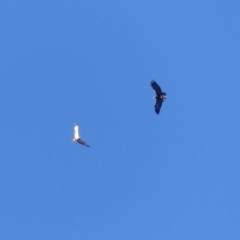 Aquila audax (Wedge-tailed Eagle) at Black Range, NSW - 5 Jun 2020 by MatthewHiggins